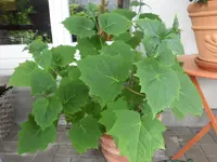 SAM_4414.webp