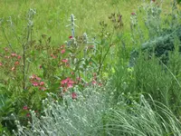 SAM_4403.webp