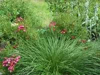 SAM_4405.webp