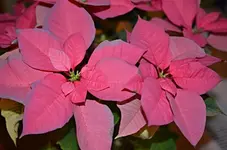 DSC_5393K_Weihnachtsstern.webp