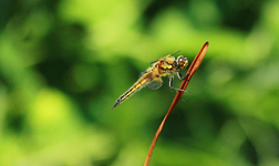 weibliche junge Plattbauch_800.webp
