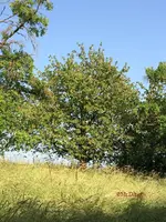 G_Wiese_oben_Kirschenbaum_krank_01__09.06.2014_mr.ditschy.webp