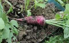 venividiradici.webp