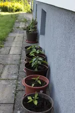 paprika.webp