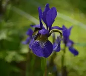 Iris.webp