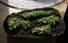 mastkraut.webp
