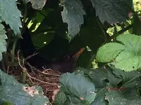 T_Amsel_3.Brut__09.06.2014_mr.ditschy.webp