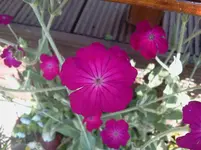 ziet1.webp