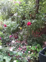 IMG_2994.jpg