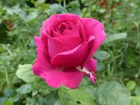 P1100441.webp