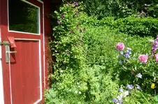 Clematis.webp