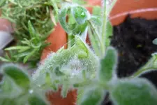 gebrochene Fuzzy Wuzzy.webp