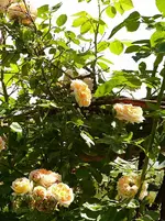 Alchimyst.webp