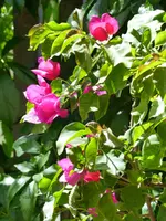 Bouganvilia.webp