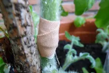 provisorischer Erstverband.webp