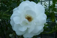 Schneewittchen.webp
