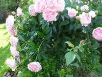 059_1_1.webp