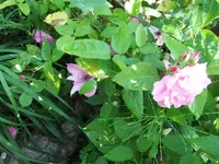 060_1_1.webp