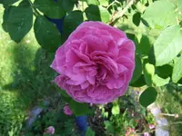 056_1_1.webp
