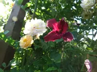 057_1_1.webp