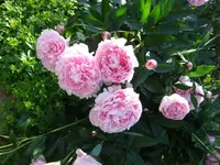 058_1_1.webp
