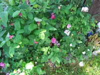 053_1_1.webp