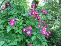 054_1_1.webp