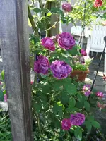 051_1_1.webp
