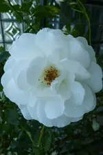 Schneewittchen.webp