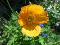 SAM_1583.webp