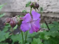 SAM_1603.webp