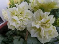 SAM_1610.webp
