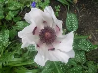 SAM_1637.webp