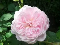 SAM_1643.webp