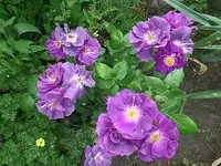 SAM_1646.webp