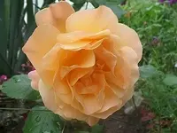 SAM_1693.webp