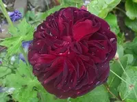 SAM_1697.webp