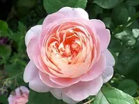 SAM_1698.webp