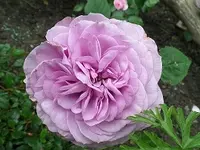 SAM_1753.webp