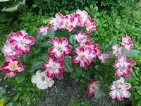 SAM_1805.webp