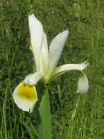 008_576x768.webp