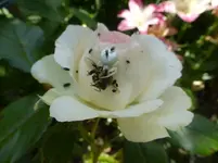 P1110492.webp