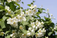 _MG_2578.webp