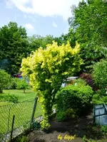 P1000480.webp