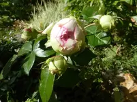 P1110443.webp
