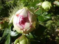 P1110444.webp