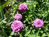 P1090260.webp