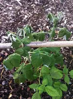 Foto 5.webp