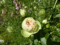 P1110432.webp