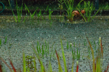 Unwetter am Teich_640.webp